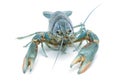 Blue crayfish - Fresh water Lobster