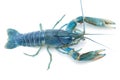 Blue crayfish - Fresh water Lobster Royalty Free Stock Photo