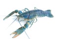 Blue crayfish - Fresh water Lobster Royalty Free Stock Photo