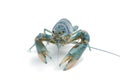 Blue crayfish - Fresh water Lobster Royalty Free Stock Photo