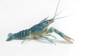 Blue crayfish - Fresh water Lobster Royalty Free Stock Photo