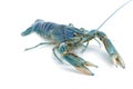 Blue crayfish - Fresh water Lobster Royalty Free Stock Photo