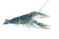 Blue crayfish - Fresh water Lobster Royalty Free Stock Photo