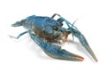 Blue crayfish isolated. Freshwater crustacean Royalty Free Stock Photo