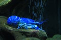 Blue crayfish laying on bottom of aquarium