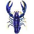 Blue crayfish or lobster, Procambarus alleni, electric blue crayfish, Florida cray, isolated, watercolor illustration Royalty Free Stock Photo