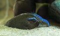 Blue crayfish Procambarus alleni in the Aquarium Royalty Free Stock Photo