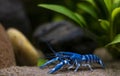 Blue crayfish Procambarus alleni posing