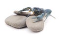 Blue crayfish. Royalty Free Stock Photo