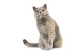 BLUE CREAM BRITISH SHORTHAIR CAT, ADULT FEMALE SITTING AGAINST WHITE BACKGROUND Royalty Free Stock Photo