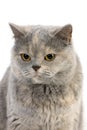 Blue Cream British Shorthair Domestic Cat, Female against White Background Royalty Free Stock Photo