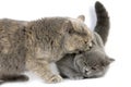 Blue Cream British Shorthair Domestic Cat, Female Biting a Blue British Shorthair Kitten against White Background Royalty Free Stock Photo