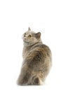 Blue Cream British Shorthair Domestic Cat, Female standing against White Background Royalty Free Stock Photo