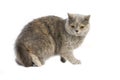 Blue Cream British Shorthair Domestic Cat, Female standing against White Background Royalty Free Stock Photo