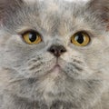 Blue Cream British Shorthair Domestic Cat, Portrait of Female Royalty Free Stock Photo