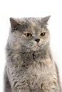 Blue Cream British Shorthair Domestic Cat, Portrait of Female against White Background Royalty Free Stock Photo