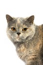 Blue Cream British Shorthair Domestic Cat, Portrait of Female against White Background Royalty Free Stock Photo