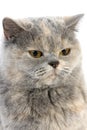 Blue Cream British Shorthair Domestic Cat, Portrait of Female against White Background Royalty Free Stock Photo