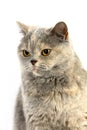 Blue Cream British Shorthair Domestic Cat, Portrait of Female against White Background Royalty Free Stock Photo