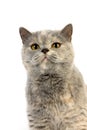 Blue Cream British Shorthair Domestic Cat, Portrait of Female against White Background Royalty Free Stock Photo