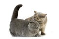 BLUE CREAM BRITISH SHORTHAIR FEMALE CAT AND BLUE BRITISH SHORTHAIR, DOMINANCE AND SUBMISSION Royalty Free Stock Photo