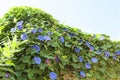 Blue creeping flowers - Ipomea purpurea - blue purple flowers purpurea climber