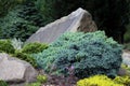 Blue creeping juniper