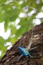 Blue-crested or Indo-Chinese Forest Lizard on a tree in the garden Royalty Free Stock Photo