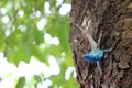 Blue-crested or Indo-Chinese Forest Lizard on a tree in the garden Royalty Free Stock Photo