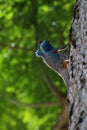 Blue-crested or Indo-Chinese Forest Lizard on a tree in the garden Royalty Free Stock Photo