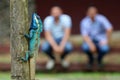 Blue-crested or Indo-Chinese Forest Lizard on a tree with people Royalty Free Stock Photo