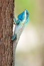 Blue crested lizard