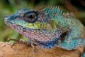 Blue-crested Lizard Royalty Free Stock Photo