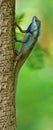 Blue Crested Lizard color changeable reptile perching on tree, most amazed tropical creature in Thailand