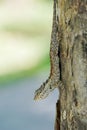 Blue-crested lizard in camouflage