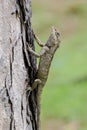 Blue-crested lizard in camouflage on tree trunk Royalty Free Stock Photo