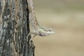 Blue-crested lizard camouflaging on a tree