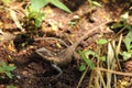 Blue-crested Lizard Royalty Free Stock Photo