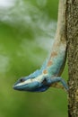 Blue-crested lizard, Indo-Chinese bloodsucker or forest lizard,crawling down from tree Royalty Free Stock Photo