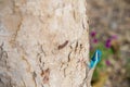 Blue-crested Lizard Royalty Free Stock Photo