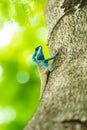 Blue Crested Lizard