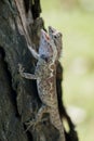 Blue-crested lizard opening its jaws