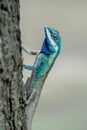 Blue-crested lizard pausing on a tree