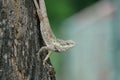 Blue-crested lizard tilting its head in curiosity