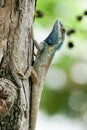 Blue-crested lizard on a tree trunk Royalty Free Stock Photo