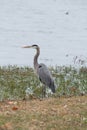 Blue Crested Night Heron