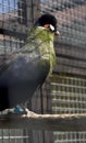 Blue-crested turaco (Touraco Hartlaubi) Royalty Free Stock Photo