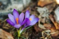 Blue crocus blossoms