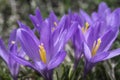 Blue crocus