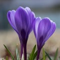 Blue crocus closeup